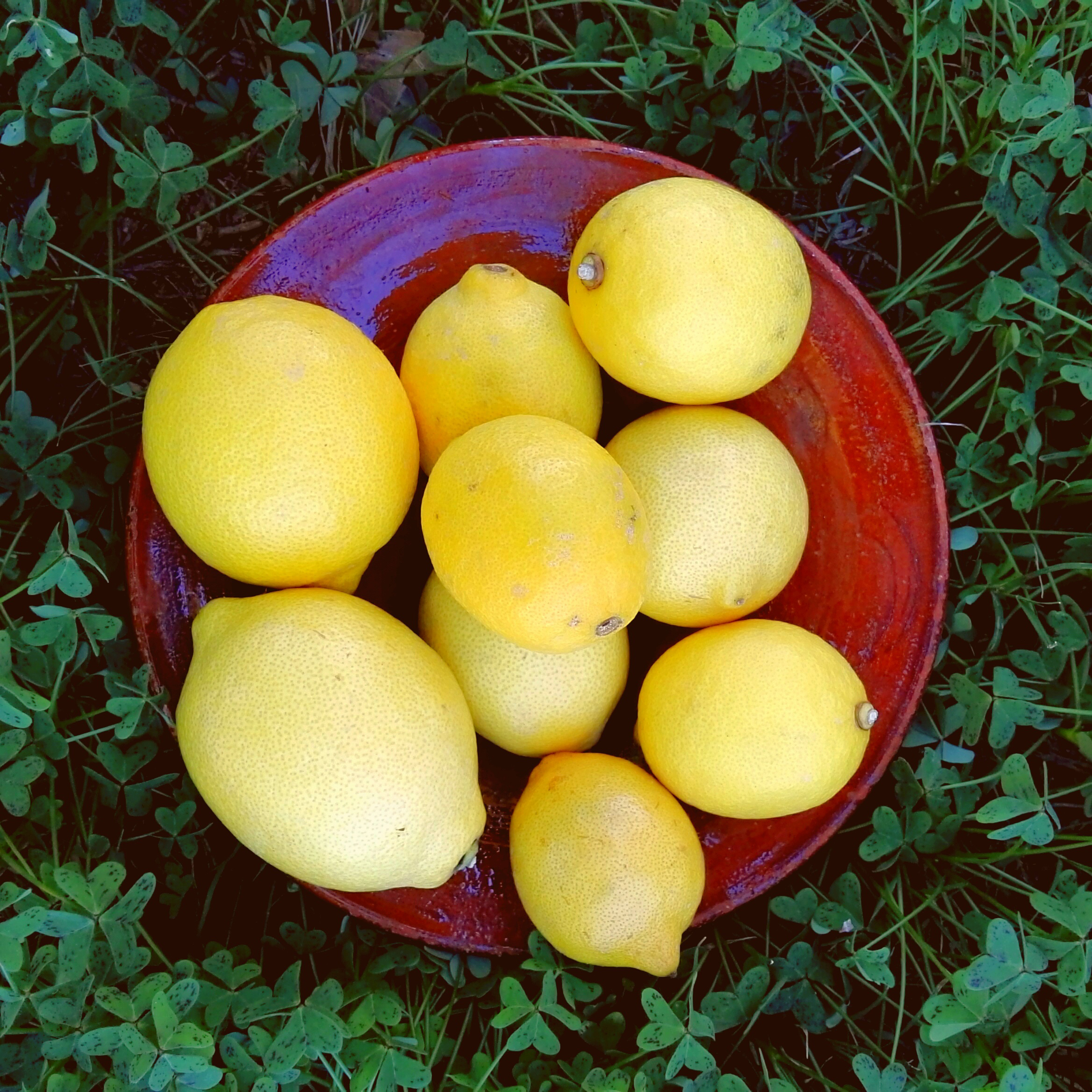 Citron jaune - Le Potager de Lili