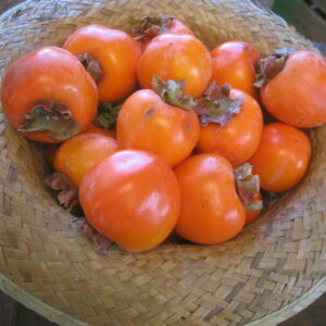 KAKI 1 KG