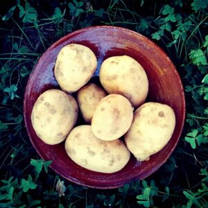 POMME DE TERRE 1 KG