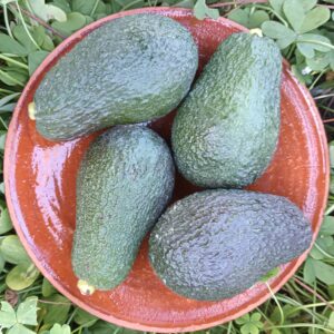 AVOCAT LAMB HAAS  1 KG