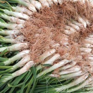 OIGNONS CALÇOTS Botte