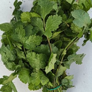 CORIANDRE Botte