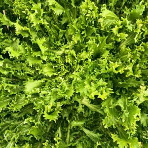 CHICORÉE FRISÉE (SCAROLE) Unité