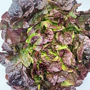 LAITUE FEUILLE CHÊNE Unité