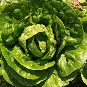 LAITUE "BABY" ROMAINE  3 UNITÉES