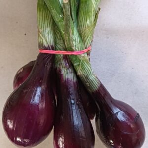 JEUNES OIGNONS VIOLETS  Botte