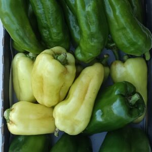MIX POIVRONS VERTS 1,5 KG