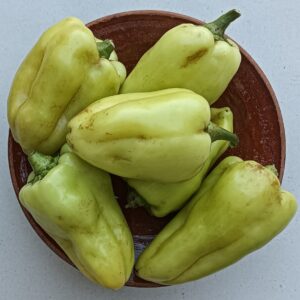 POIVRON VERT "doux" 500 GR.